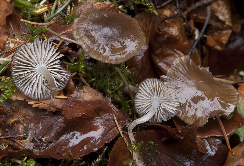 Mycena flos-nivium